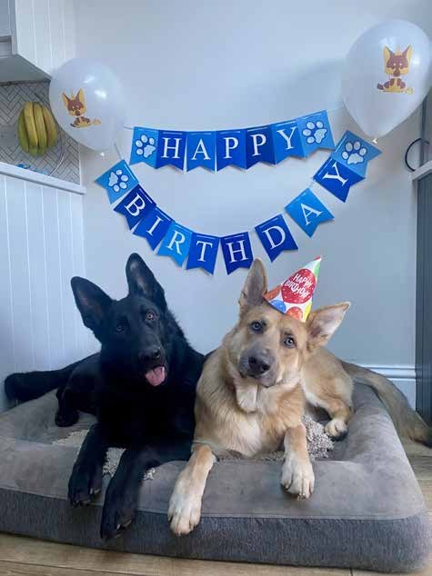 Bruno and Benji celebrate a birthday