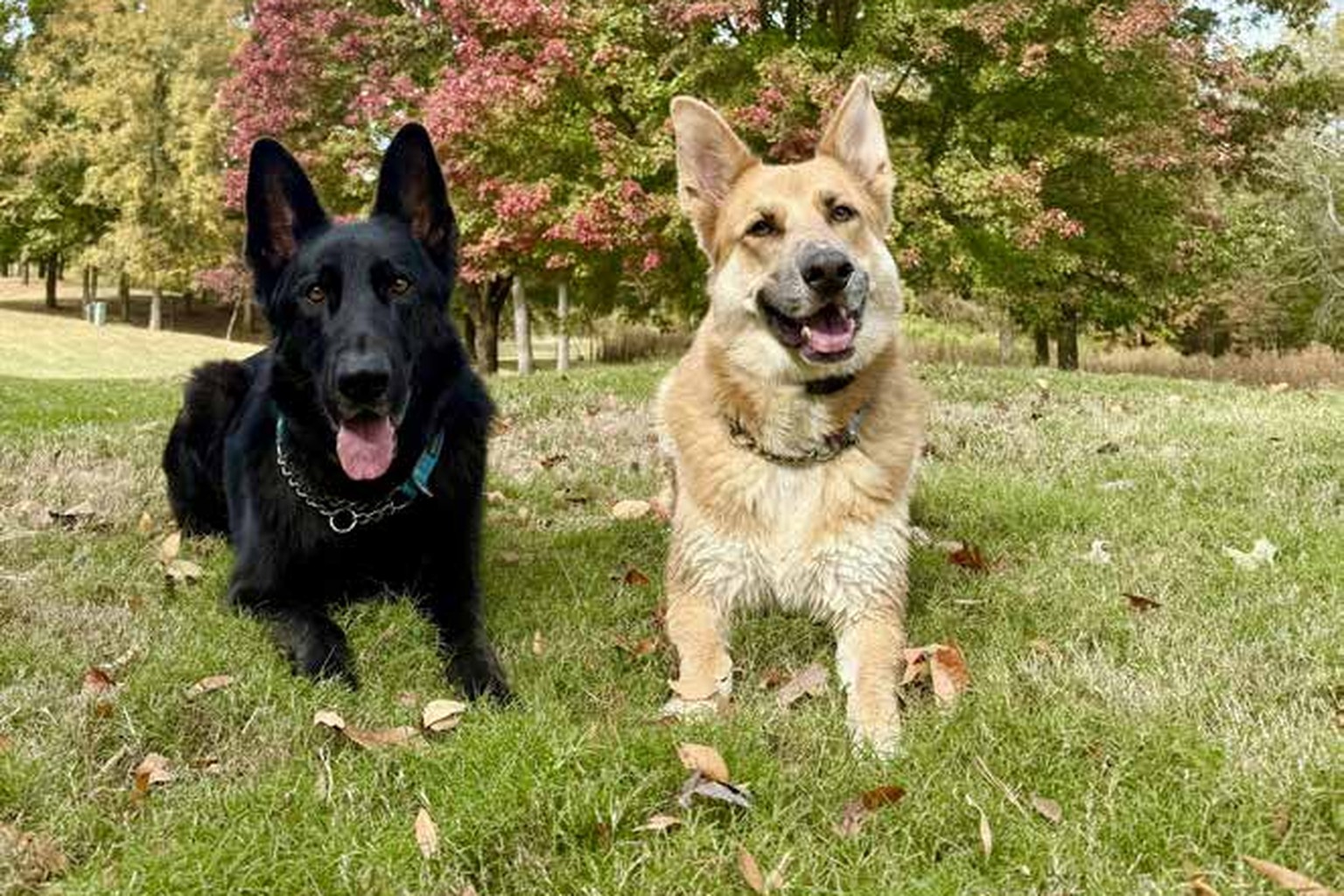 Bruno and Benji, German shepherds