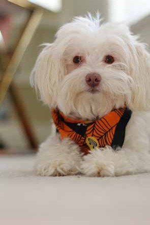 Rudy the Maltipoo
