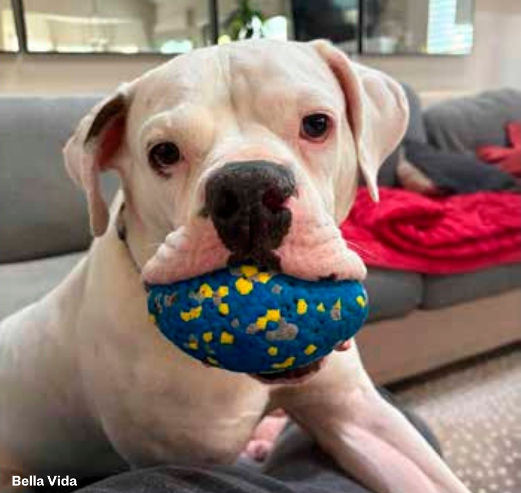 Bella Vida, a white dog holding a blue ball in its mouth