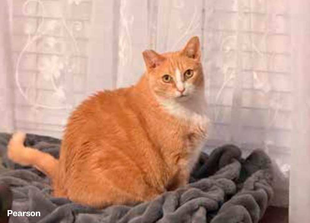 Pearson, an orange cat sitting on a gray blanket