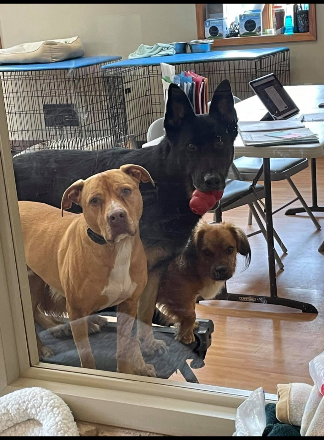 Three board-and-train dogs waiting calmly at a glass door beside their crates