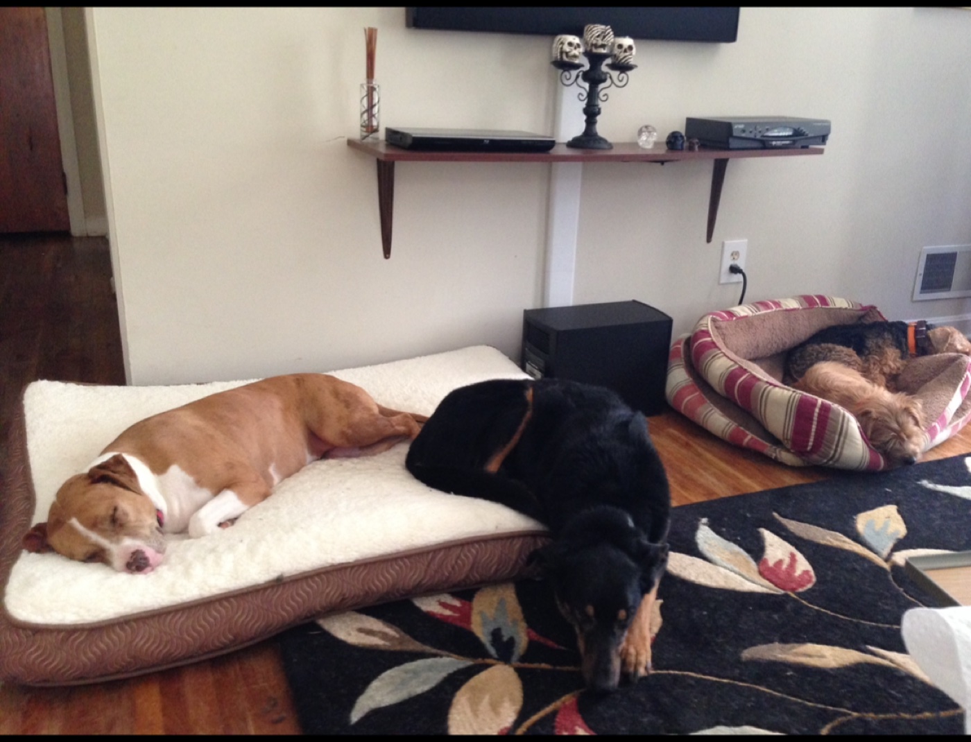 Three dogs settled on beds during the rest portion of a board-and-train day
