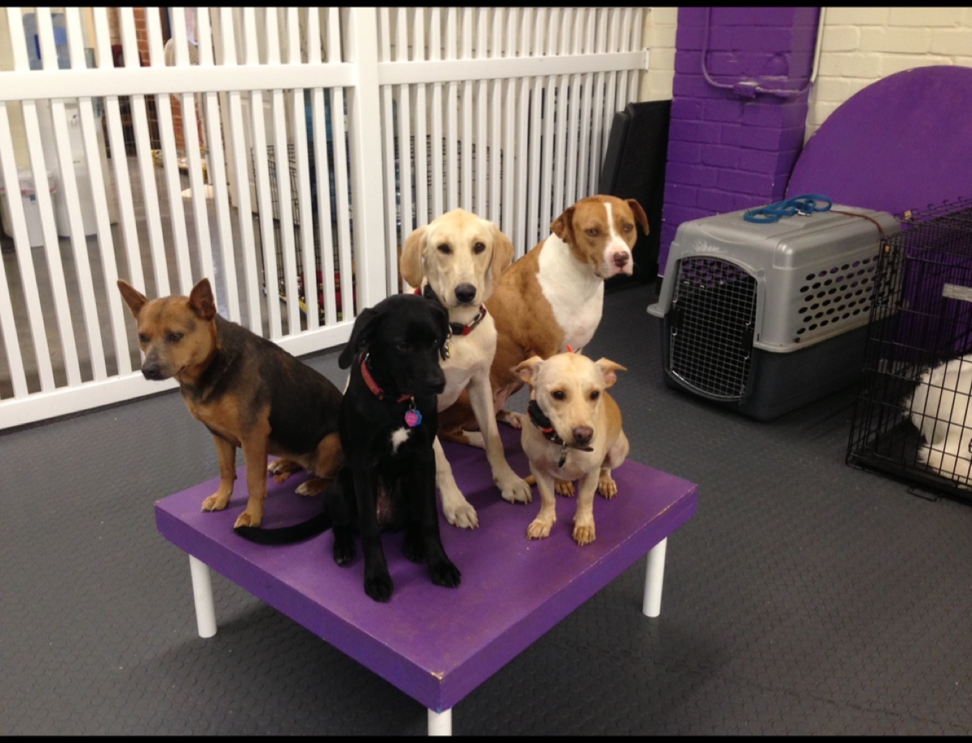 Five dogs holding a place command together on a training platform at Balanced Life K9