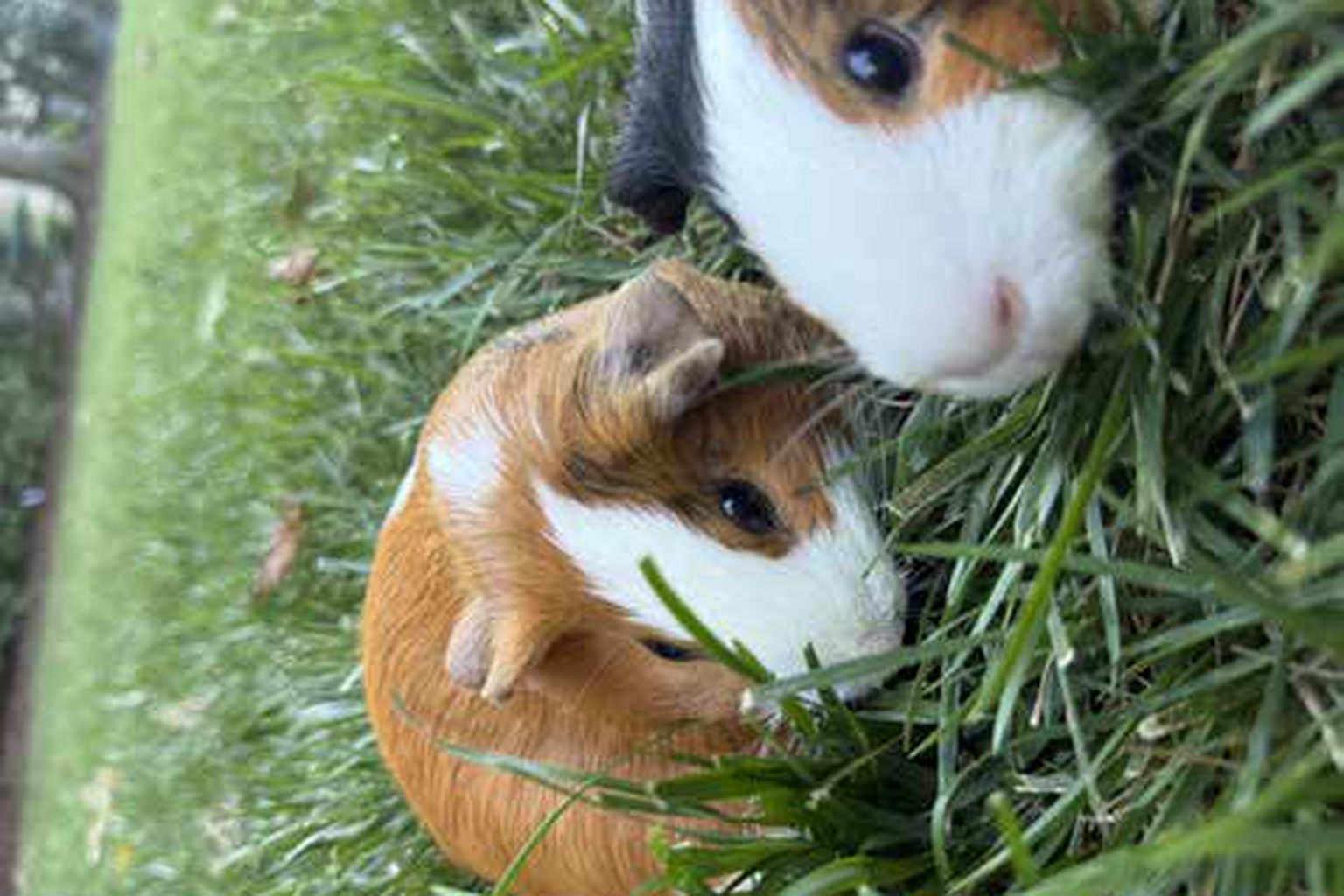Cinnamon and Pearl together in the grass