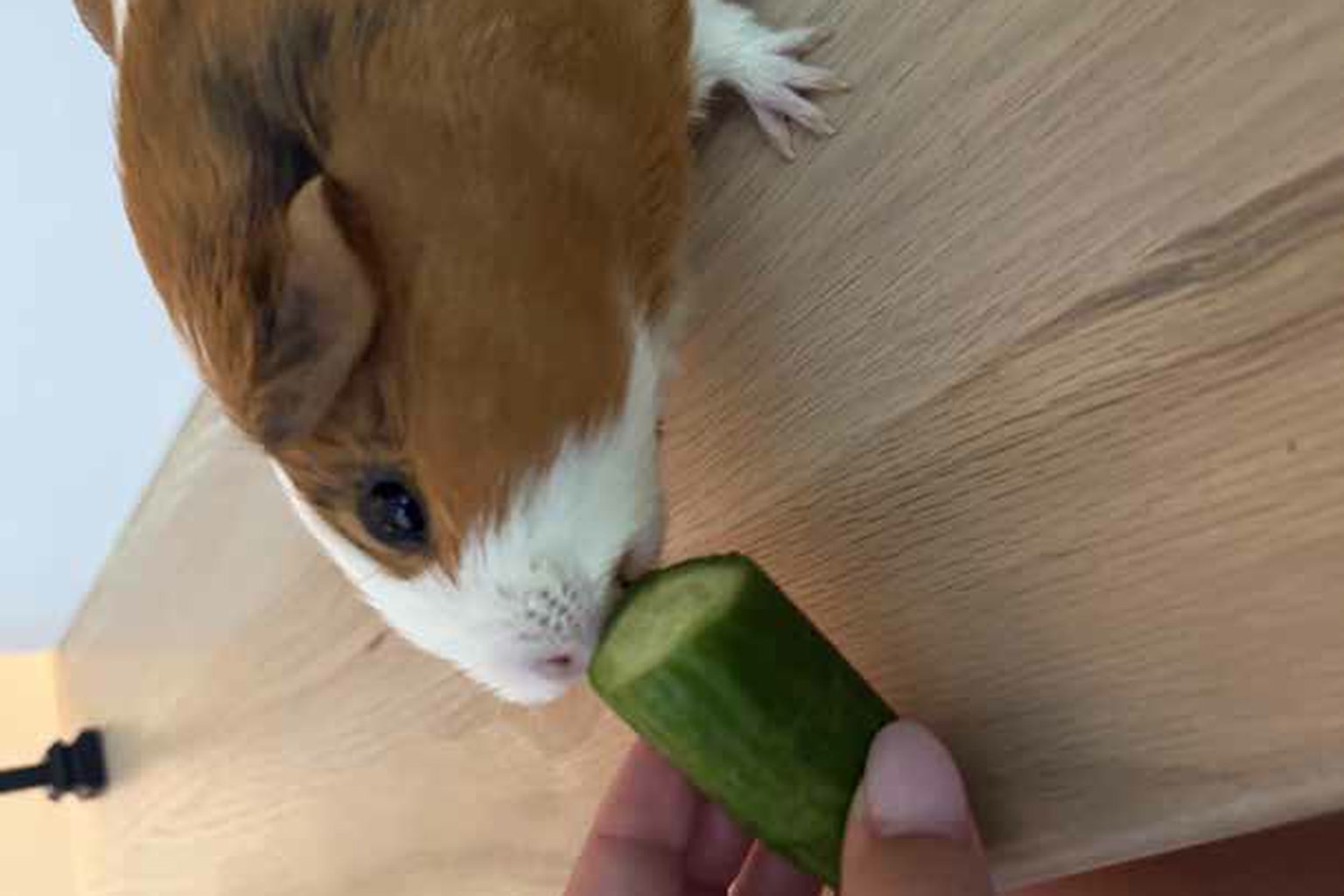 Recently featured: Meet Cinnamon and Pearl