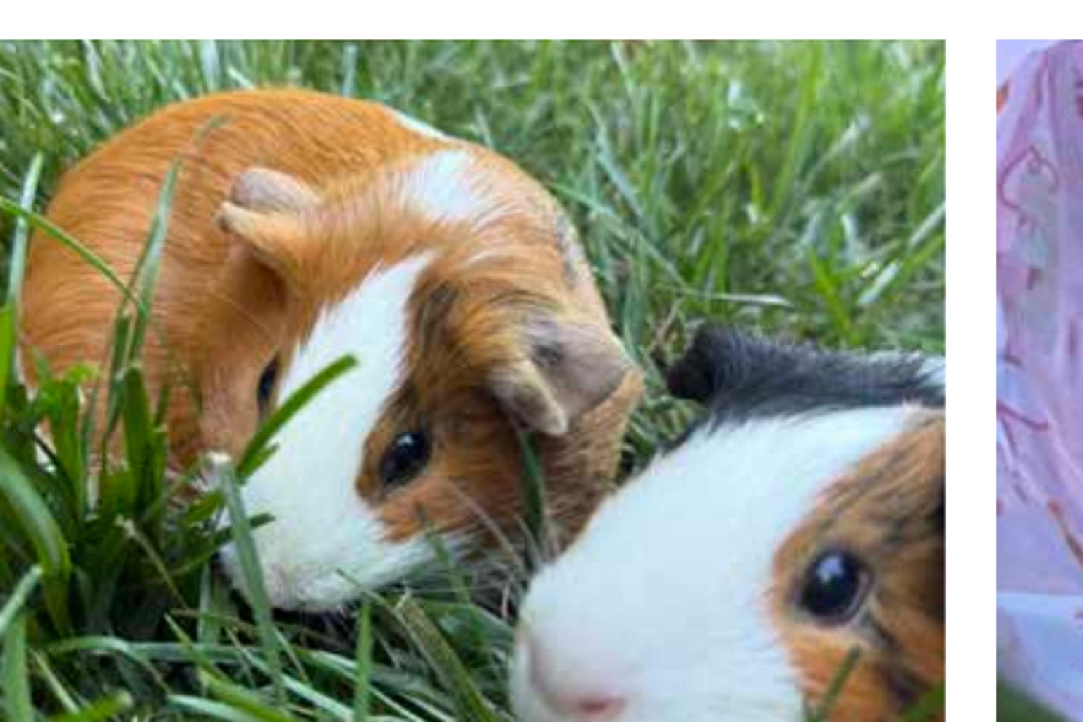 Cinnamon and Pearl, two guinea pigs, in the grass