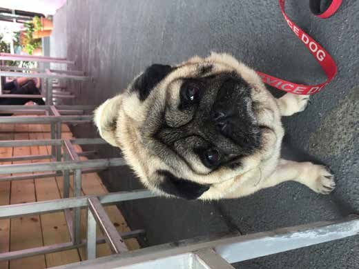 Jacob the pug on the deck