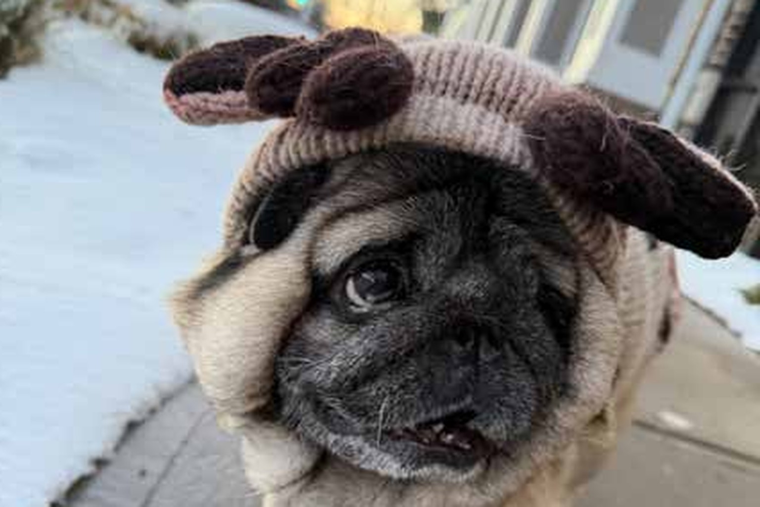 Jacob the pug