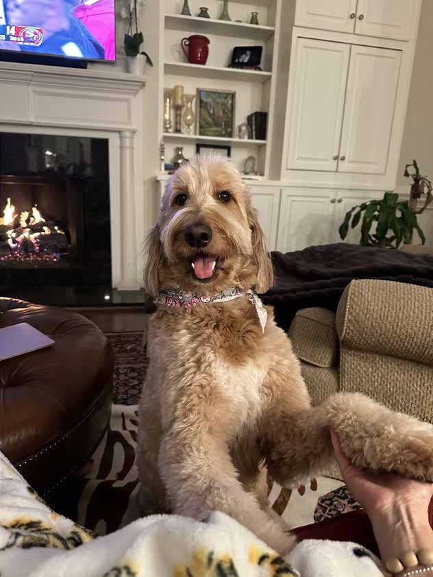 JoJo the goldendoodle